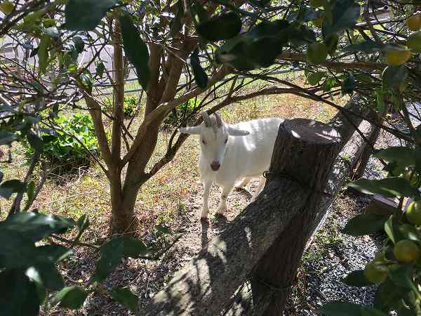 Ninja400 2018年 2018 EX400G インプレ ブログ